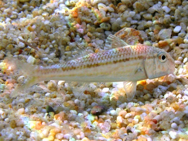 Mullus barbatus